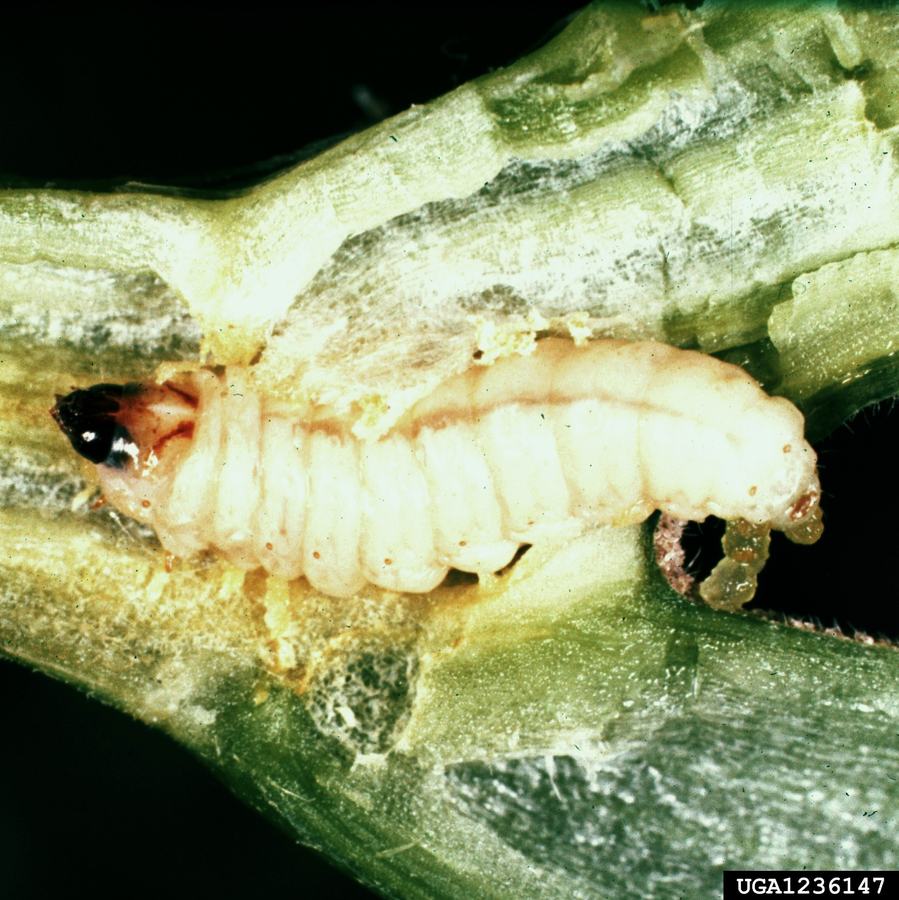 squash vine borer larvae