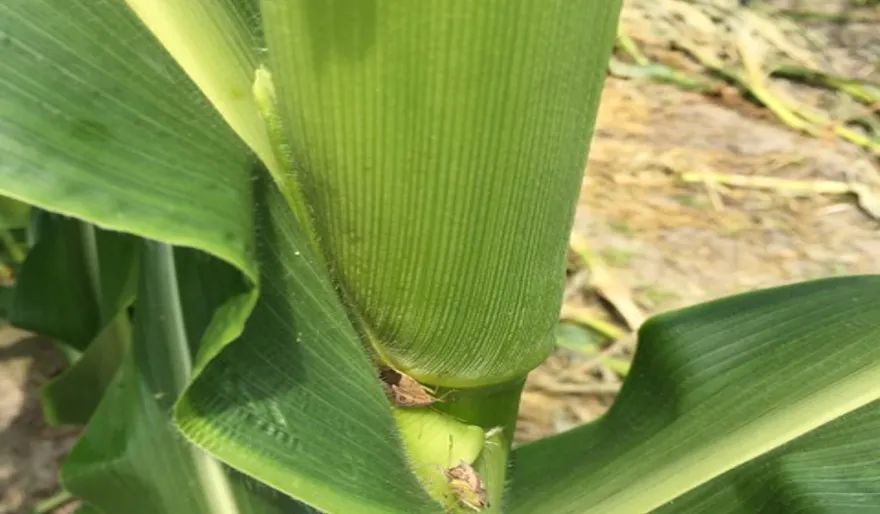 Stink Bug Management in Corn - Johnston County Center | N.C ...