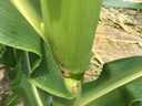 Stinkbug in corn