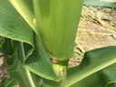Stinkbug in corn