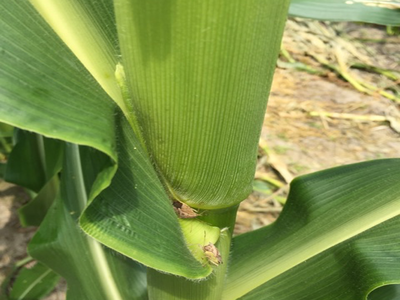 Stinkbug in corn