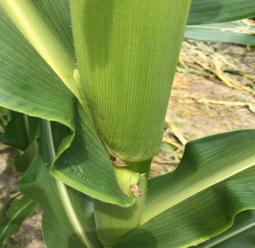 Stinkbug in corn