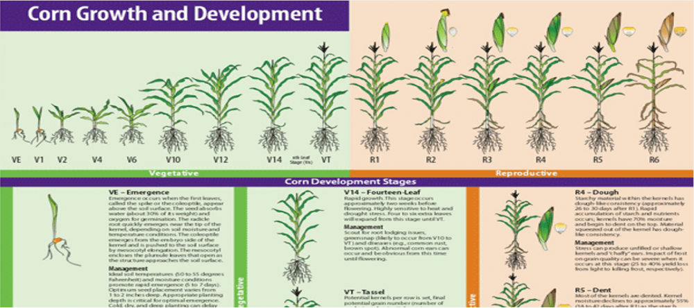 corn growth chart