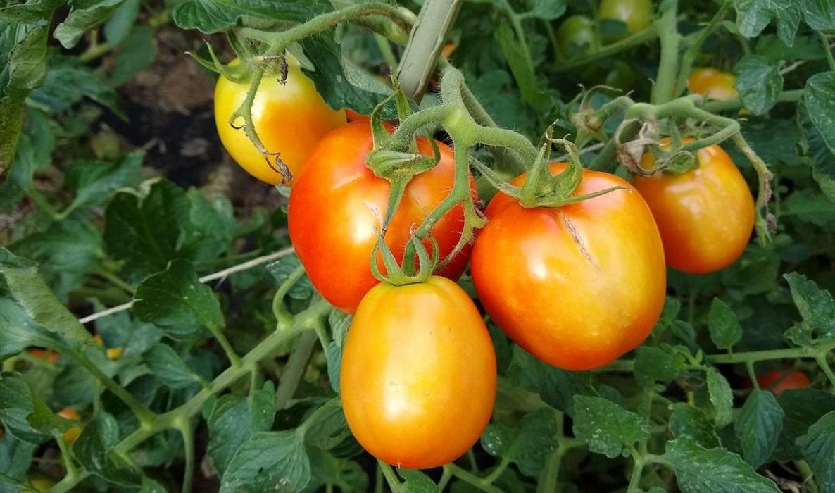 Cluster of ripening red-orange tomatoes hanging on a vine among green leaves