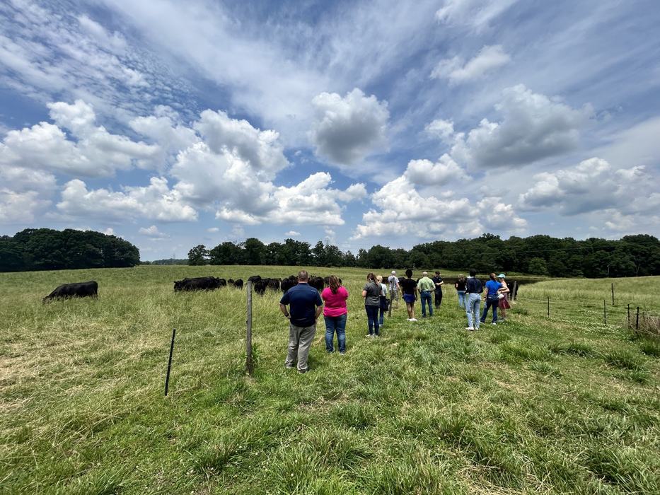 Participants viewing cattle under blue sky