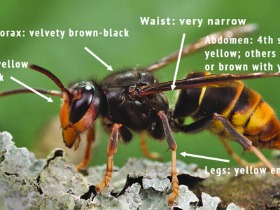 yellow-legged hornet identification