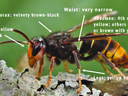 yellow-legged hornet identification