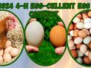 Chicken and eggs