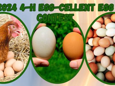 Chicken and eggs