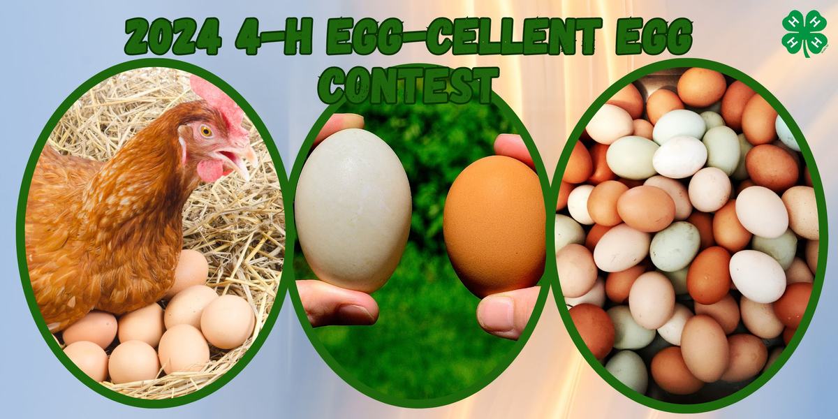 Chicken and eggs