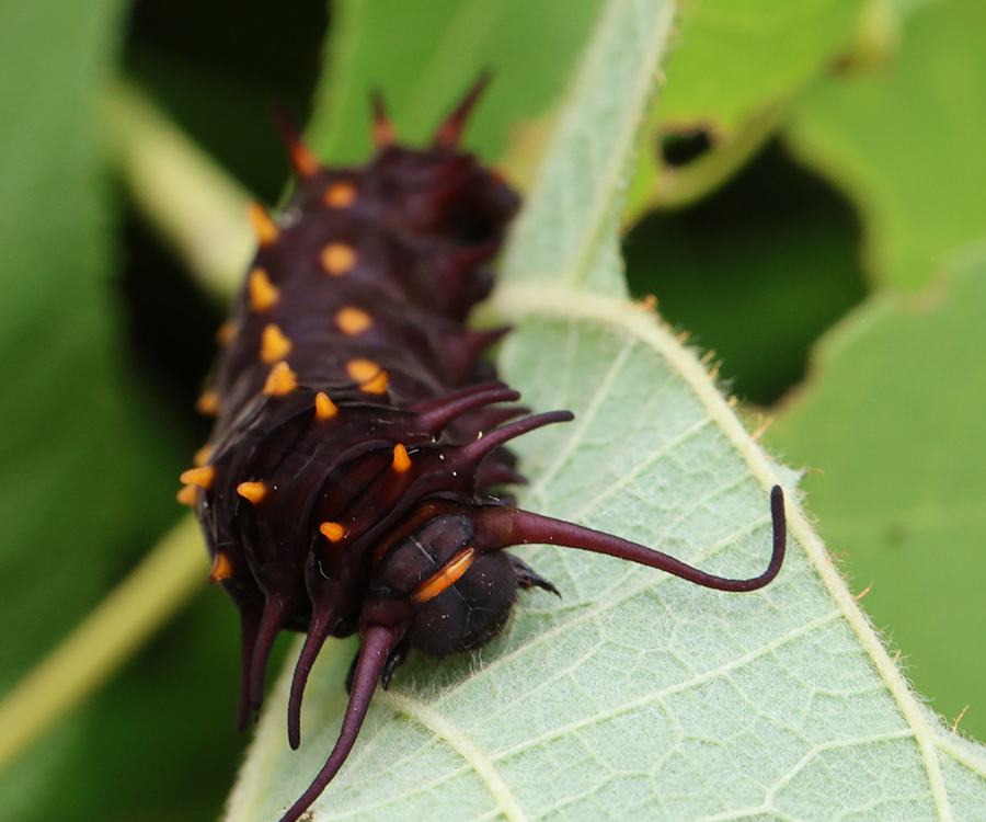 Pipevine swallowtail caterpillars on woolly Dutchman's pipe.