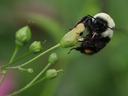 Bumble bee foraging on late figwort. Photo by Debbie Roos.