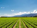 field crop pic