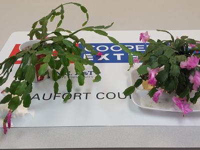 This picture shows S. truncata on the right and S. russelliana on the left, both in flower. Photo by Gene Fox.