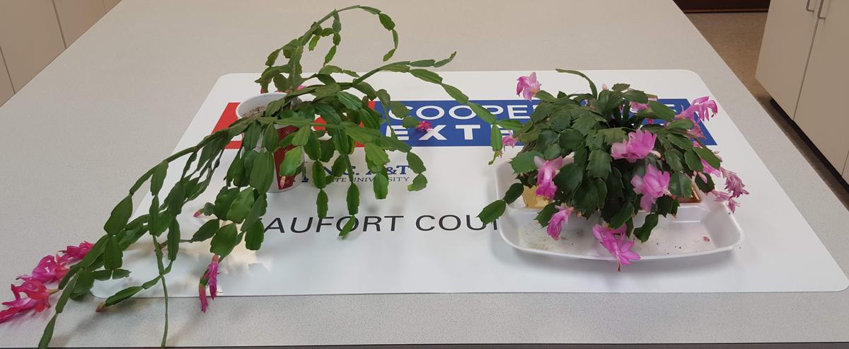 This picture shows S. truncata on the right and S. russelliana on the left, both in flower. Photo by Gene Fox.