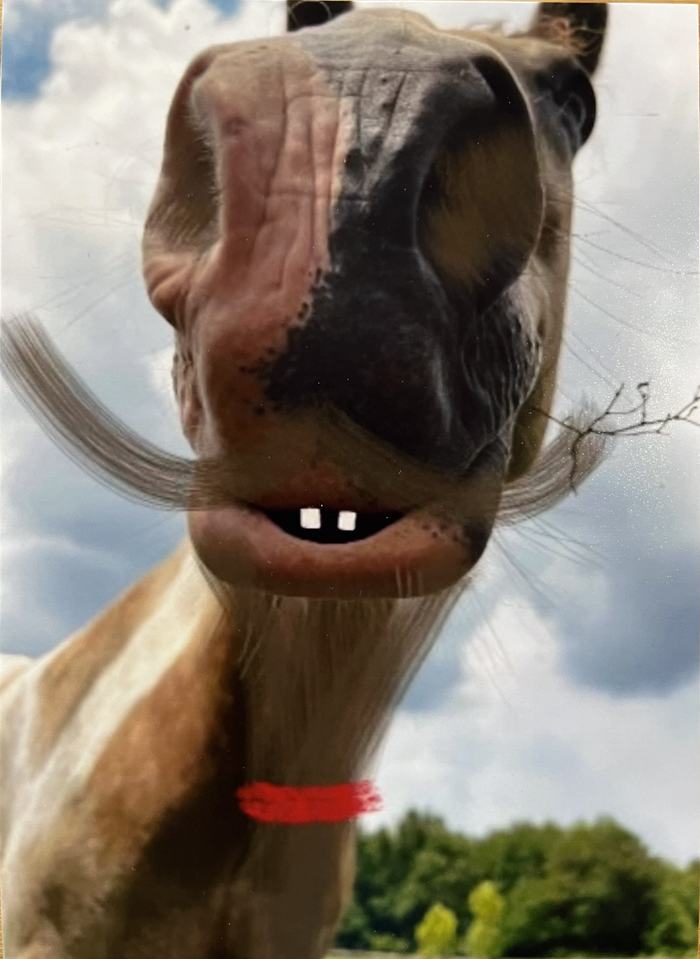 width="317" height="432"