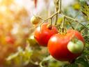 Ripe and unripe tomatoes hanging on a vine with sunlit background