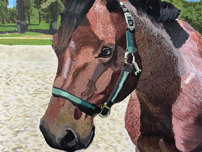 Brown horse wearing a green halter in a sandy riding arena with trees behind