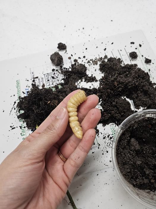 One live ~3 inches long Prionus larva in the reseracher's hand. Container with soil is right next to the holder's hand