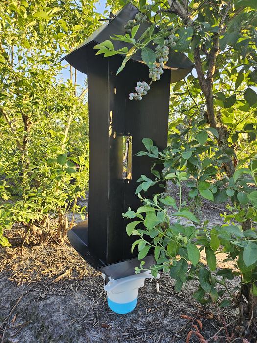 Nlack panel trap with a hole in the middle holding a beetle lure, holding on the branch of a blueberry bush