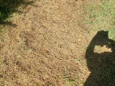 fescue lawn killed by atrazine in weed and feed