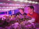 Two people inspecting hydroponic lettuce under pink LED lights; shirt reads "NC STATE UNIVERSITY"