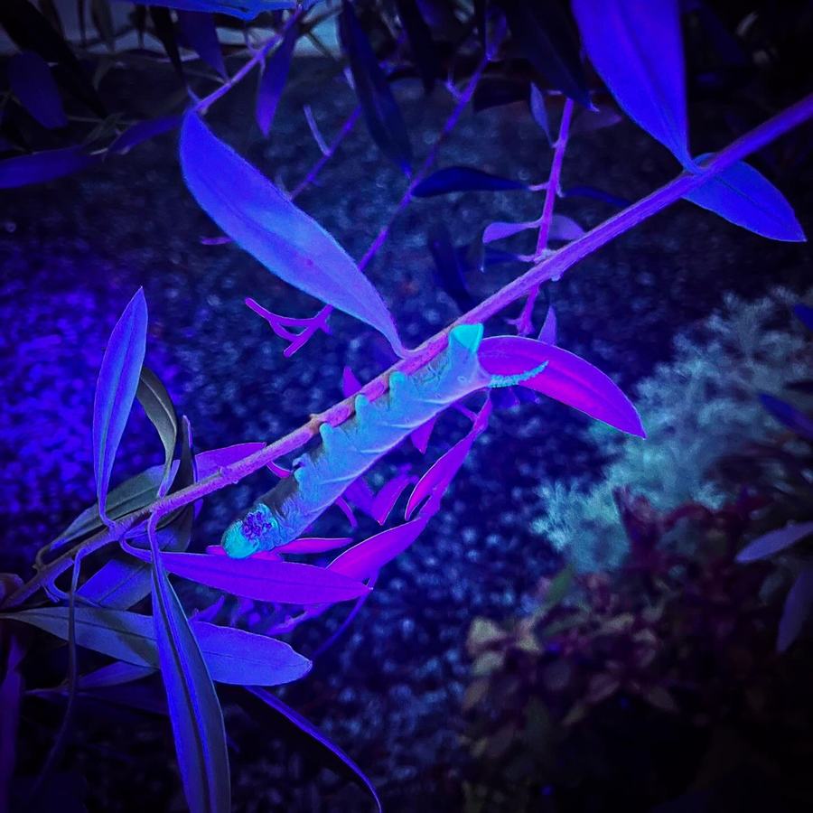 Hornworm illuminated by blacklight.