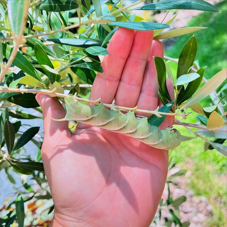 Large hornworm on a stem.
