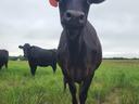 Black cow with orange ear tag standing in grassy field, facing camera