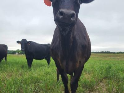 Black cow with orange ear tag standing in grassy field, facing camera