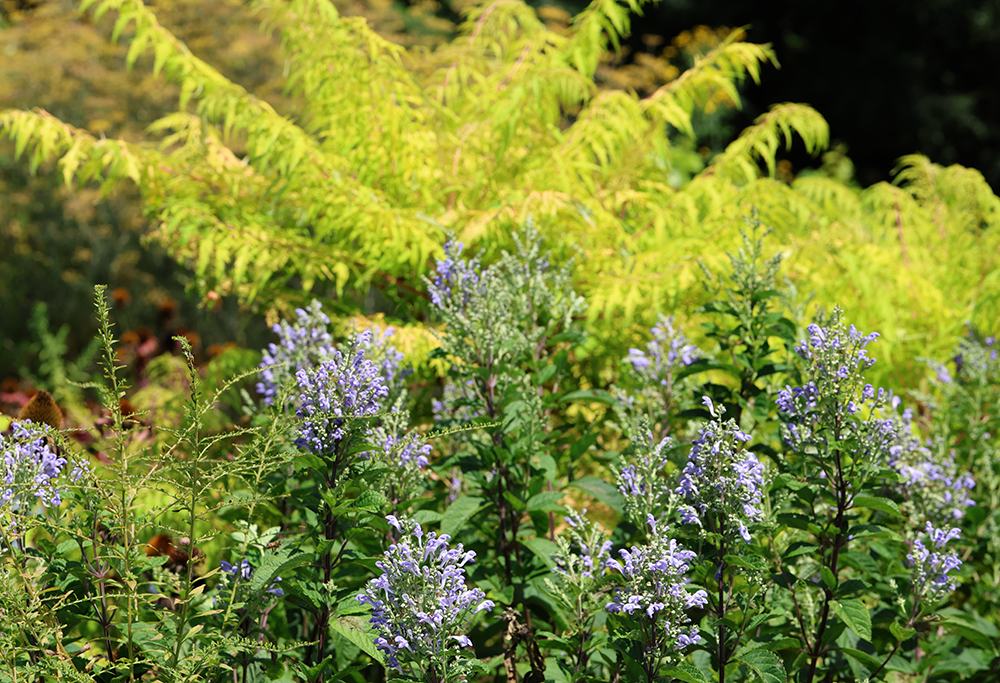 Staghorn sumac with hoary skullcap