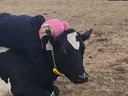 Livestock Agent, Kristi Welke, with Annabelle the heifer