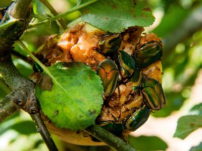 Green June beetles