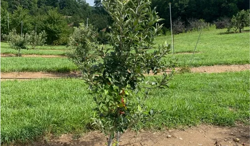 Tips for Growing Apple Trees - Clay County Center | N.C. Cooperative ...