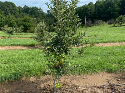 Young Apple Tree