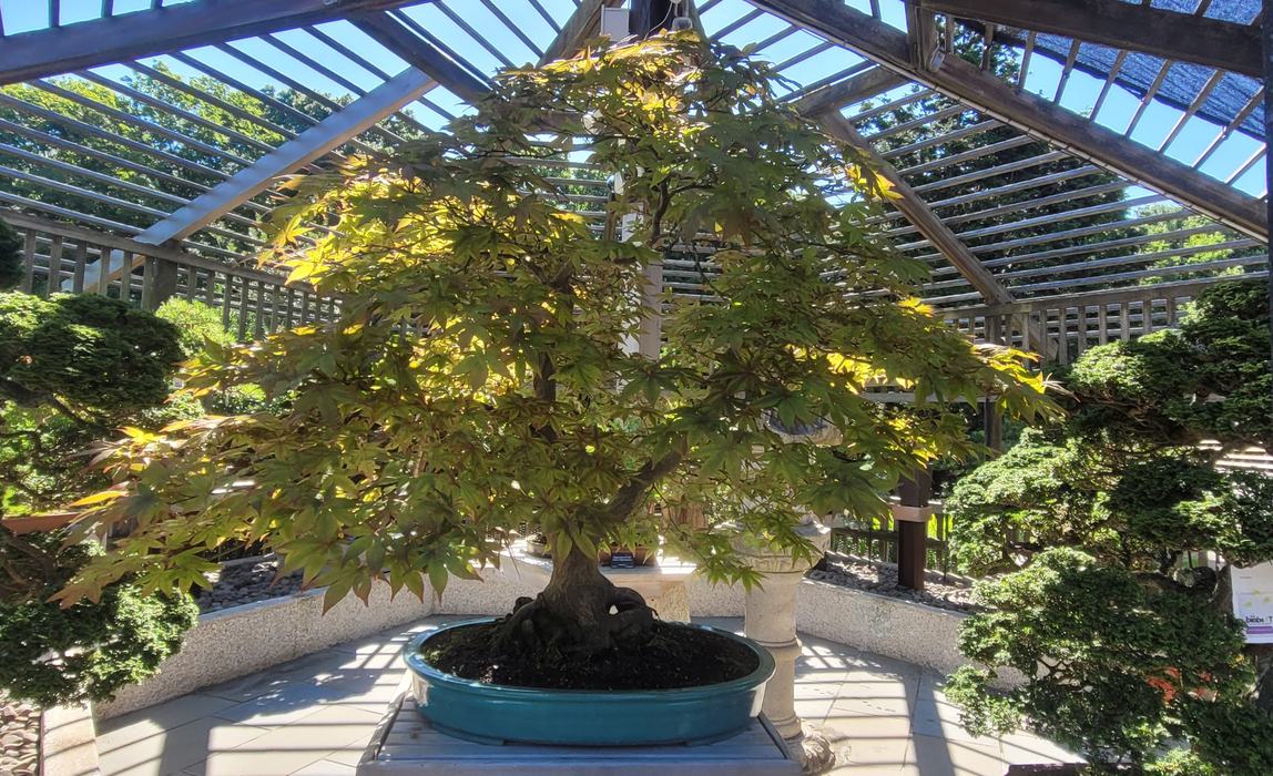 large bonsai tree located in Arnold Arboretum