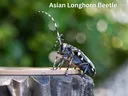 Asian Longhorn Beetle