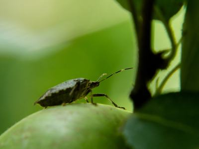 Brown marmorated stink bug