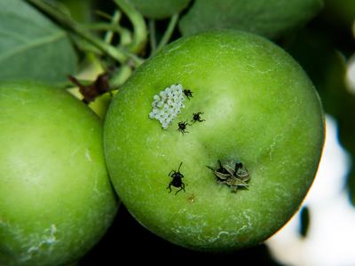 Brown marmorated stink bug nymphs