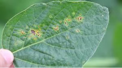 Bacterial Blight