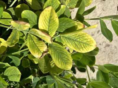 Brake injury on peanut leaves.