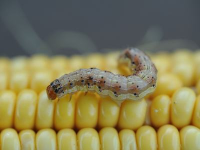 Greenish-brown caterpillar crawling on yellow corn kernels