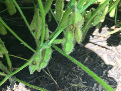 Pod with hole where a seed was eaten