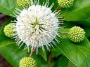 White spherical flower cluster with surrounding green buds and glossy leaves