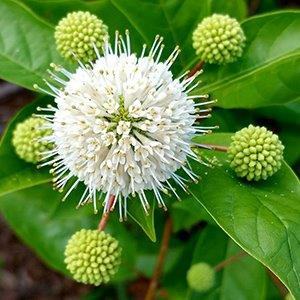 White spherical flower cluster with surrounding green buds and glossy leaves