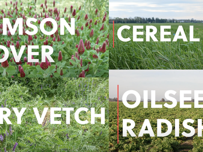 Four-panel collage showing crimson clover, cereal rye, hairy vetch, and oilseed radish with labels