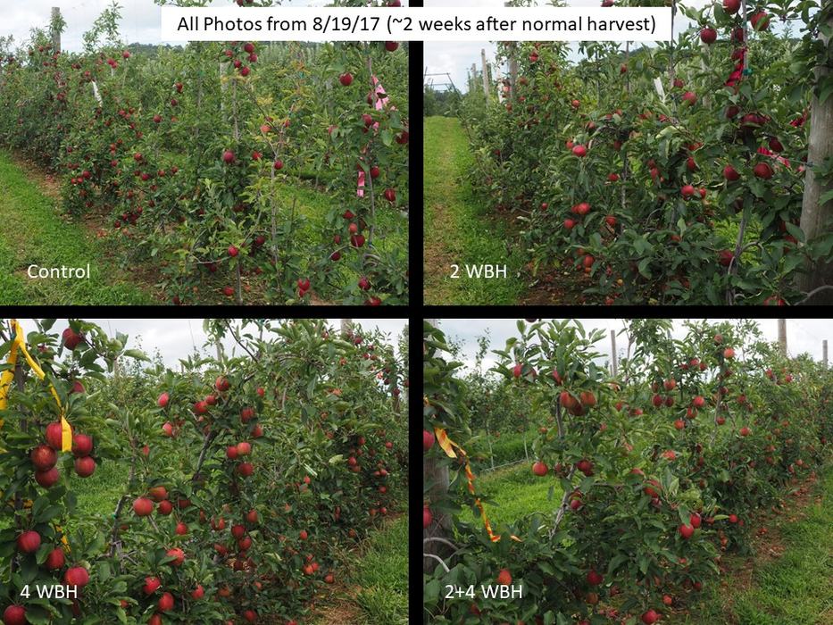 Gala apples tree orchard