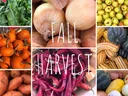 Fall Vegetable Harvest