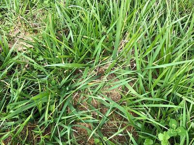 Patch of green grass surrounding a small soil mound on bare ground