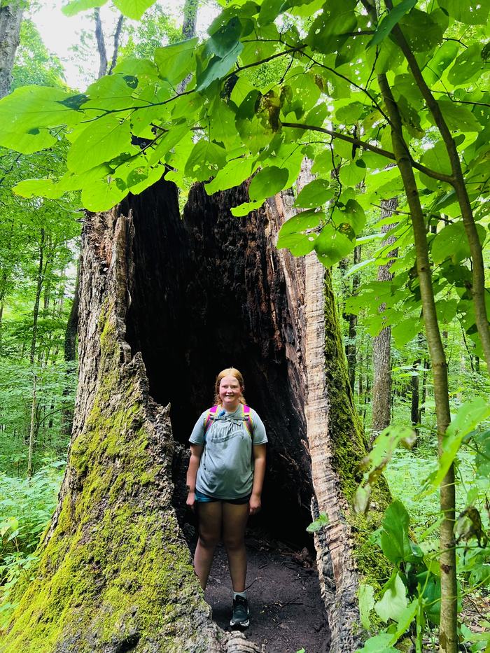 Hollow Tree